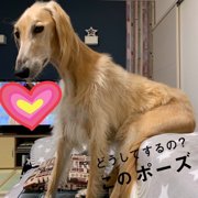 ジュエル 画像