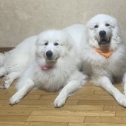 ピレ&レオ&ナナ画像