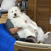 ゴールドシップ画像