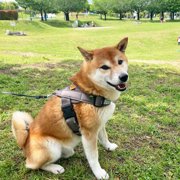 ししまる画像
