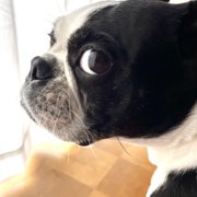 カブト画像