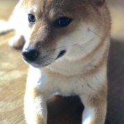 小春画像