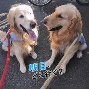 ゆのみ＆コルクー画像