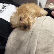 マリーちゃん画像