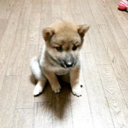 ナナ画像