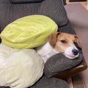 ふぅちゃん画像