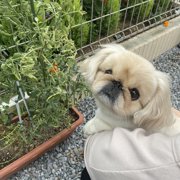 ネネ画像