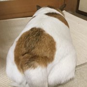 ランちゃん画像