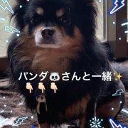 ララ🐶画像