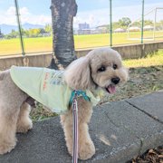 コロン🐕画像