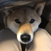 くま画像