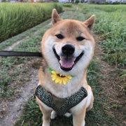 くま画像