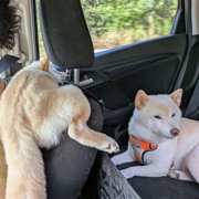 ぽん太画像
