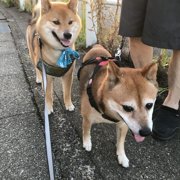 くま画像