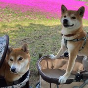 トラ&もも画像