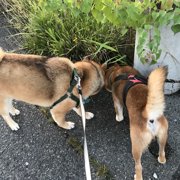 くま画像