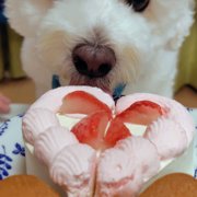 ふうた画像