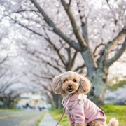 コロン🐶画像