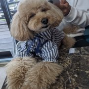 コロン🐕画像