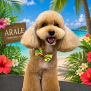 コロン🐕画像