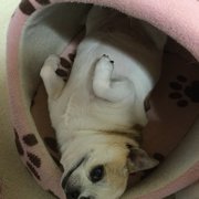 ランちゃん画像