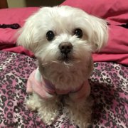 くぅーたん🐶💞画像