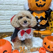 コロン🐕画像