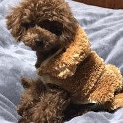 Coco画像