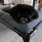 まめ画像