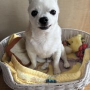 コロン画像