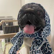 ハル画像