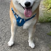 ふく画像