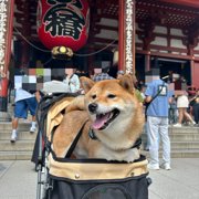 豆助画像