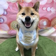 くま画像