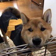 くま🐶画像