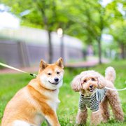 コロン🐶画像