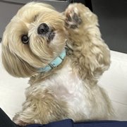ちゃお画像