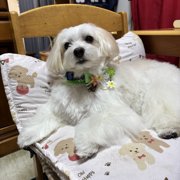 ショコラ画像