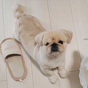 ネネ画像