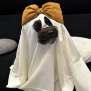 ビビ画像