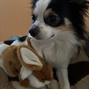 マヨ&ピノ画像
