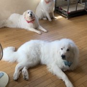 ピレ&レオ&ナナ画像
