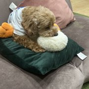 ポポ画像