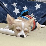 麦くん画像