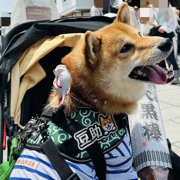 豆助画像