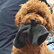 チャチャ画像