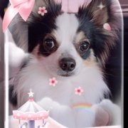 ピノ画像