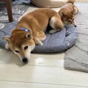 トラ&もも画像