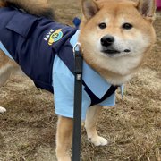 まめ助画像