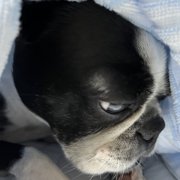 カブト画像